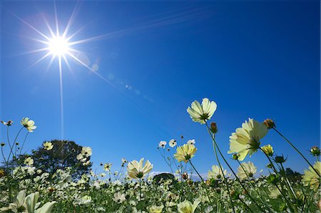 flower garden - Cosmos Stock Photo - Premium Royalty-Free, Code: 622-07519390