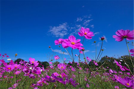 flower garden - Cosmos Stock Photo - Premium Royalty-Free, Code: 622-07519409