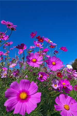 flower garden - Cosmos Stock Photo - Premium Royalty-Free, Code: 622-07519411