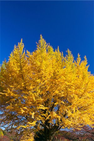 simsearch:622-06548793,k - Ginkgo leaves Stock Photo - Premium Royalty-Free, Code: 622-07519425