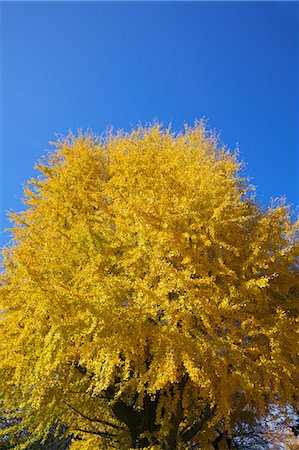 simsearch:622-07519652,k - Ginkgo leaves Photographie de stock - Premium Libres de Droits, Code: 622-07519437