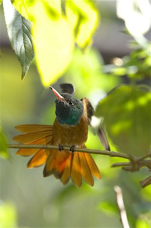 serre (oiseau) - Hummingbird Foto de stock - Sin royalties Premium, Código: 622-07519441