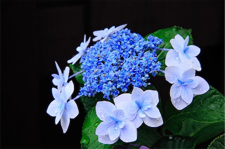 fresh flowers for water drops - Hydrangea flowers Foto de stock - Sin royalties Premium, Código: 622-07519463