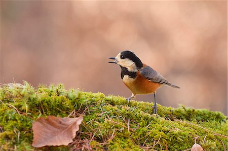 simsearch:622-06842066,k - Varied Tit Stock Photo - Premium Royalty-Free, Code: 622-07519514