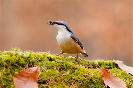 simsearch:622-06842066,k - Eurasian Nuthatch Stock Photo - Premium Royalty-Free, Code: 622-07519515