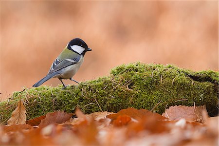 simsearch:622-06842066,k - Japanese Tit Stock Photo - Premium Royalty-Free, Code: 622-07519517