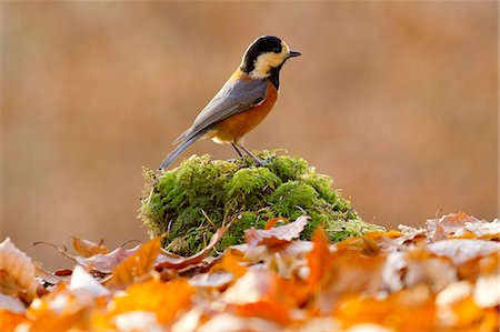 simsearch:622-06842066,k - Varied Tit Stock Photo - Premium Royalty-Free, Code: 622-07519520