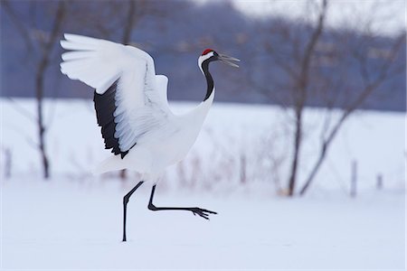 red-crowned crane - Japanese cranes, Hokkaido Foto de stock - Royalty Free Premium, Número: 622-07519574