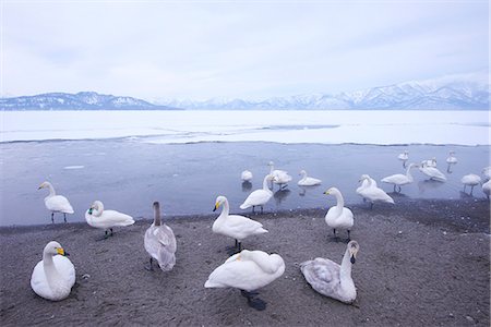 Snow in Hokkaido, Japan Foto de stock - Sin royalties Premium, Código: 622-07519572