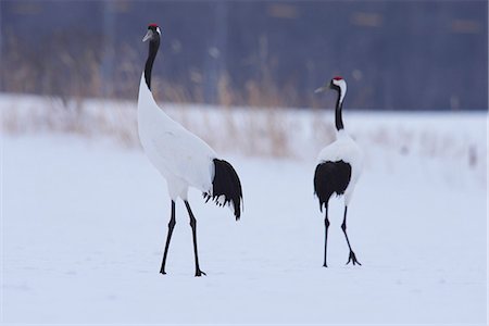 Japanese cranes, Hokkaido Photographie de stock - Premium Libres de Droits, Code: 622-07519573
