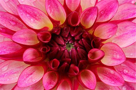 flower close ups - Dahlia Stock Photo - Premium Royalty-Free, Code: 622-07519594