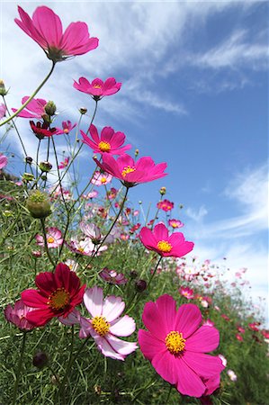 flower - Cosmos Foto de stock - Sin royalties Premium, Código: 622-07519609