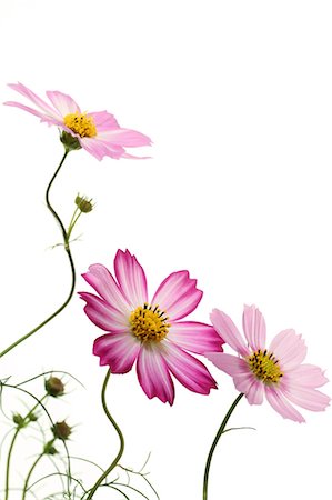 flowers on white background - Cosmos Stock Photo - Premium Royalty-Free, Code: 622-07519602