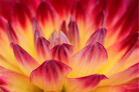 saturated - Dahlia Stock Photo - Premium Royalty-Free, Code: 622-07519625
