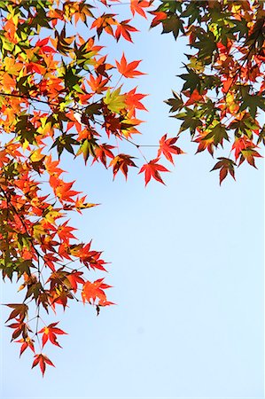 shinjuku district - Autumn leaves Foto de stock - Sin royalties Premium, Código: 622-07519639