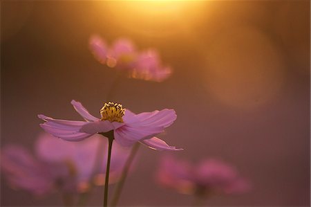 flower japan - Cosmos Stock Photo - Premium Royalty-Free, Code: 622-07519632