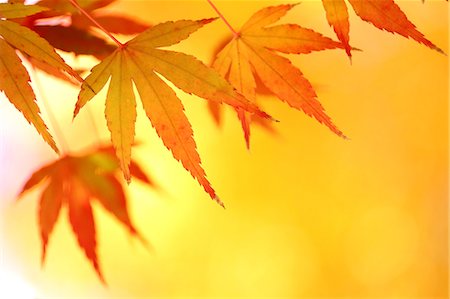 red maple - Autumn leaves Stock Photo - Premium Royalty-Free, Code: 622-07519645