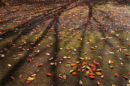 Autumn leaves Foto de stock - Sin royalties Premium, Código: 622-07519641