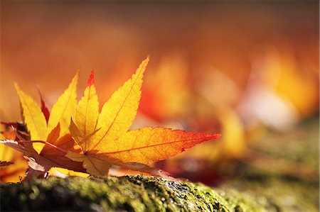 december - Yellow maple leaves Stock Photo - Premium Royalty-Free, Code: 622-07519650