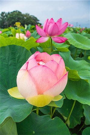 Lotus Stock Photo - Premium Royalty-Free, Code: 622-07519669