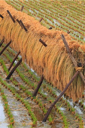 drying rice - Drying rice ears, Iwate Prefecture Stock Photo - Premium Royalty-Free, Code: 622-07519678