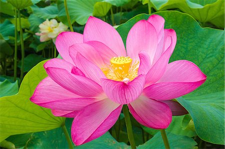 Lotus Stock Photo - Premium Royalty-Free, Code: 622-07519673