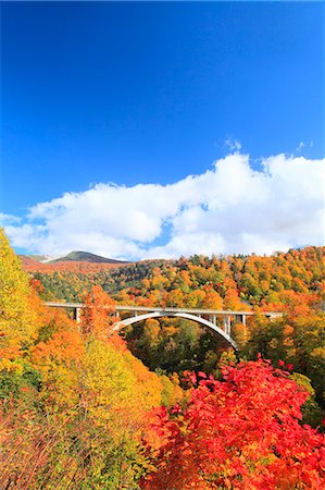 red yellow and green - Autumn leaves Foto de stock - Sin royalties Premium, Código: 622-07519685