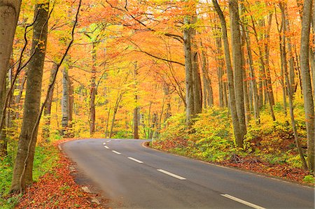 road scenic not people - Autumn leaves Stock Photo - Premium Royalty-Free, Code: 622-07519687