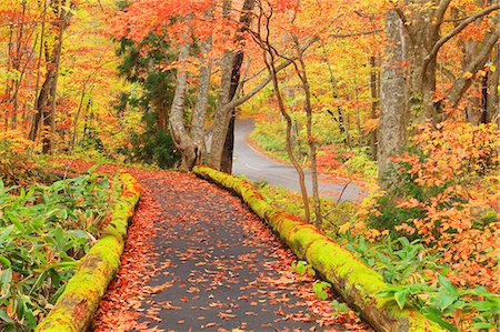 feuilles d'automne - Autumn leaves Photographie de stock - Premium Libres de Droits, Code: 622-07519689