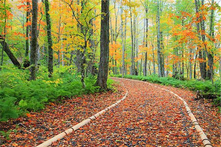 farn - Autumn leaves Stockbilder - Premium RF Lizenzfrei, Bildnummer: 622-07519696