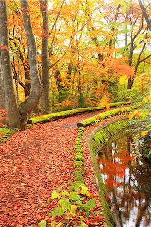 defoliated - Autumn leaves Stock Photo - Premium Royalty-Free, Code: 622-07519690