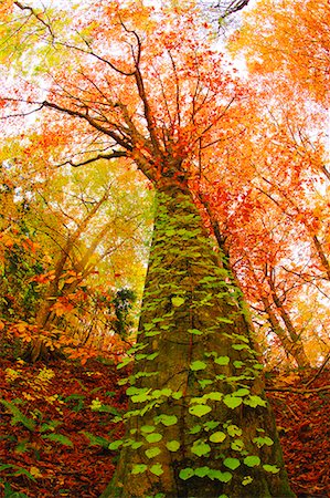 Autumn leaves Fotografie stock - Premium Royalty-Free, Codice: 622-07519691
