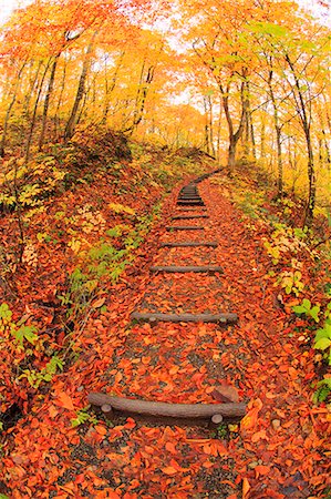 dry season - Autumn leaves Stock Photo - Premium Royalty-Free, Code: 622-07519692