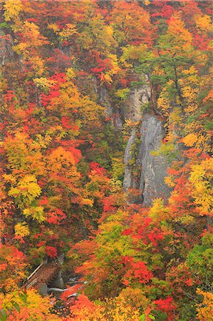 red cliff - Autumn leaves Photographie de stock - Premium Libres de Droits, Code: 622-07519700