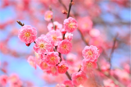 fleur - Plum blossoms Photographie de stock - Premium Libres de Droits, Code: 622-07519726