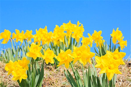 daffodils scenic nobody - Narcissus Stock Photo - Premium Royalty-Free, Code: 622-07519720