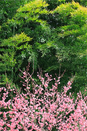 Plum blossoms Photographie de stock - Premium Libres de Droits, Code: 622-07519722