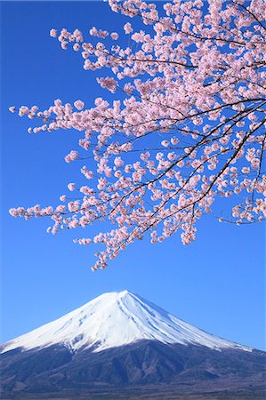pictures of beautiful flowers in snow - Mount Fuji Stock Photo - Premium Royalty-Free, Code: 622-07519731
