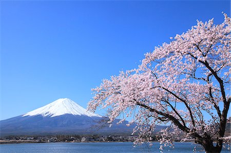 pictures of beautiful flowers in snow - Mount Fuji Stock Photo - Premium Royalty-Free, Code: 622-07519732