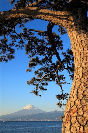 sapin - Mount Fuji Foto de stock - Sin royalties Premium, Código: 622-07519778