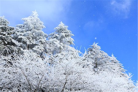 Rimed trees Photographie de stock - Premium Libres de Droits, Code: 622-07519804