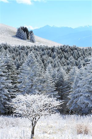 Rimed trees Photographie de stock - Premium Libres de Droits, Code: 622-07519828