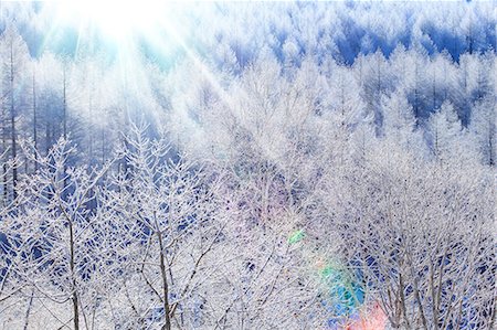 snowy sun nobody - Rimed trees Stock Photo - Premium Royalty-Free, Code: 622-07519831