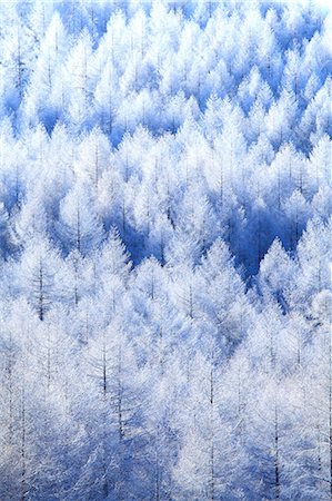 dezember - Rimed trees Stockbilder - Premium RF Lizenzfrei, Bildnummer: 622-07519832