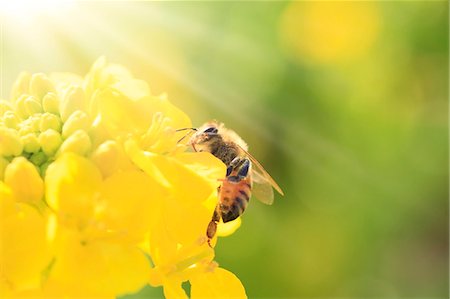 polinización - Bee on field mustard Foto de stock - Sin royalties Premium, Código: 622-07519874