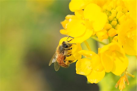 pollinisation - Bee on field mustard Foto de stock - Sin royalties Premium, Código: 622-07519871