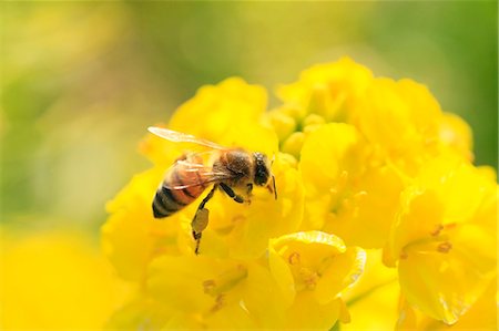 Bee on field mustard Photographie de stock - Premium Libres de Droits, Code: 622-07519872