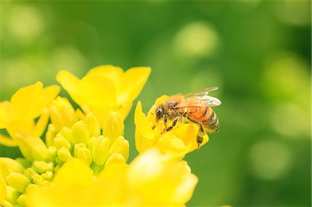 Bee on field mustard Photographie de stock - Premium Libres de Droits, Code: 622-07519873