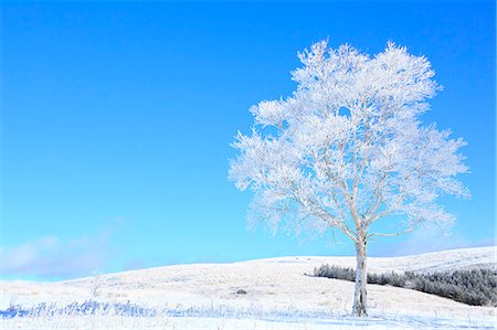 Rimed tree Stock Photo - Premium Royalty-Free, Code: 622-07519895