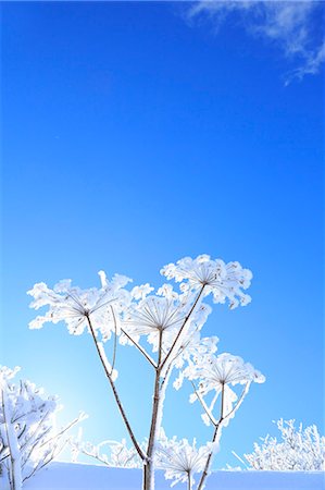 Rimed wildflowers Photographie de stock - Premium Libres de Droits, Code: 622-07519905